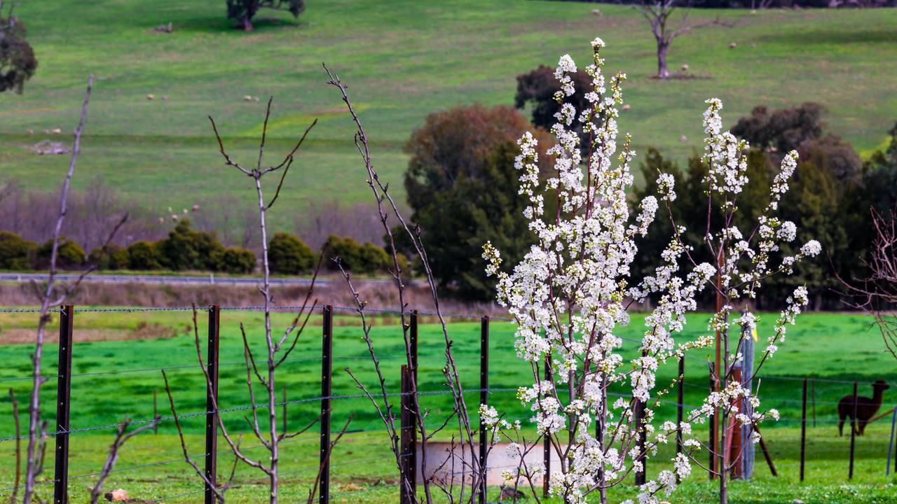 Hillview Farmstay Gundagai Exterior foto