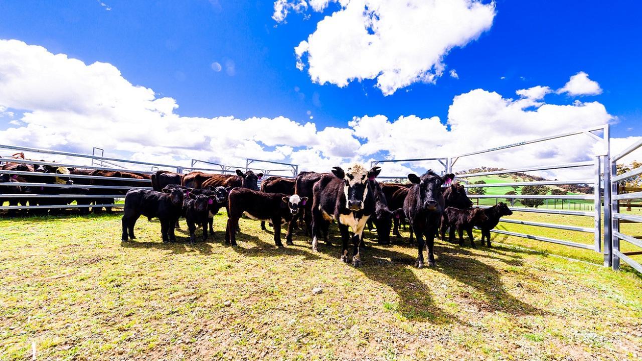 Hillview Farmstay Gundagai Exterior foto